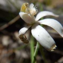 Caladenia moschata (Musky Caps) at Canberra Central, ACT - 5 Nov 2016 by MichaelMulvaney