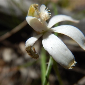 Caladenia moschata at Point 25 - 5 Nov 2016