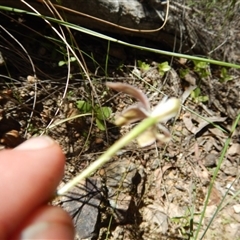 Caladenia moschata at Point 25 - 5 Nov 2016