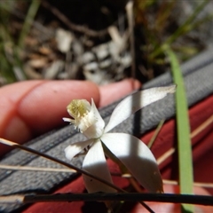 Caladenia moschata at Point 25 - 5 Nov 2016