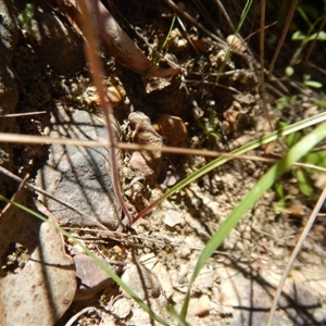 Caladenia moschata at Point 25 - 5 Nov 2016