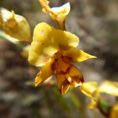 Diuris nigromontana (Black Mountain Leopard Orchid) at Point 25 - 5 Nov 2016 by MichaelMulvaney