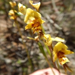 Diuris nigromontana at Point 25 - suppressed