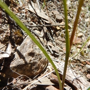 Diuris nigromontana at Point 25 - suppressed