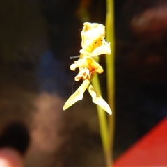 Diuris nigromontana at Point 25 - suppressed