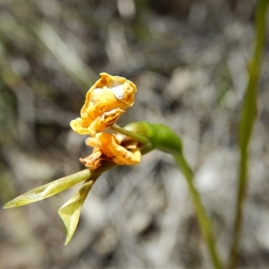 Diuris nigromontana at Point 25 - suppressed