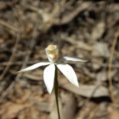 Caladenia moschata (Musky Caps) at Canberra Central, ACT - 5 Nov 2016 by MichaelMulvaney