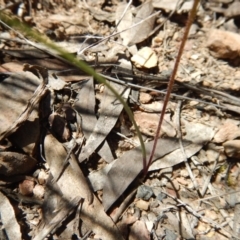 Caladenia moschata at Undefined Area - suppressed