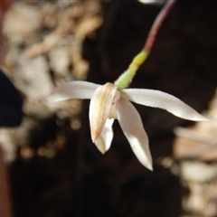 Caladenia moschata at Undefined Area - suppressed