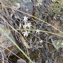 Caladenia moschata at Point 29 - 5 Nov 2016