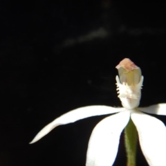 Caladenia moschata at Point 29 - 5 Nov 2016