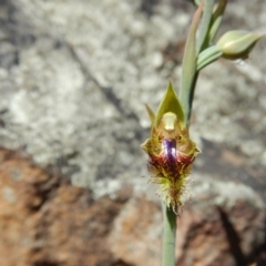 Calochilus montanus (Copper Beard Orchid) at Black Mountain - 5 Nov 2016 by MichaelMulvaney