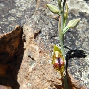 Calochilus montanus at Point 29 - 5 Nov 2016