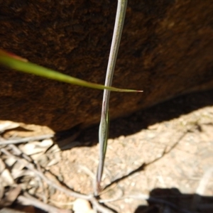 Calochilus montanus at Point 29 - 5 Nov 2016