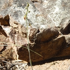 Calochilus montanus at Point 29 - 5 Nov 2016