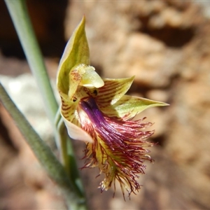 Calochilus montanus at Point 29 - 5 Nov 2016