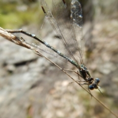 Austrolestes sp. (genus) (Ringtail damselfy) at Black Mountain - 5 Nov 2016 by MichaelMulvaney