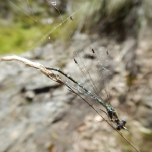 Austrolestes sp. (genus) at Acton, ACT - 5 Nov 2016