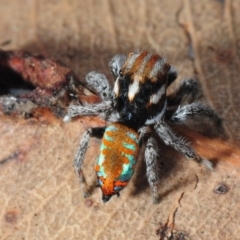 Maratus calcitrans (Kicking peacock spider) at Bruce, ACT - 13 Oct 2012 by Harrisi