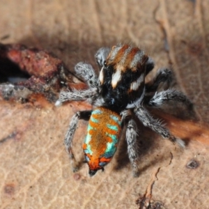 Maratus calcitrans at Bruce, ACT - 13 Oct 2012