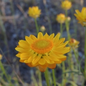 Xerochrysum viscosum at Banks, ACT - 3 Nov 2016 07:03 PM