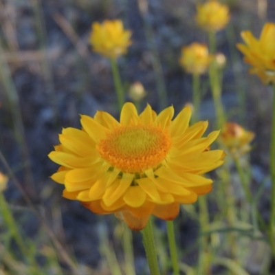 Xerochrysum viscosum (Sticky Everlasting) at Banks, ACT - 3 Nov 2016 by michaelb