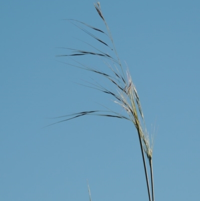 Austrostipa bigeniculata (Kneed Speargrass) at Banks, ACT - 3 Nov 2016 by MichaelBedingfield