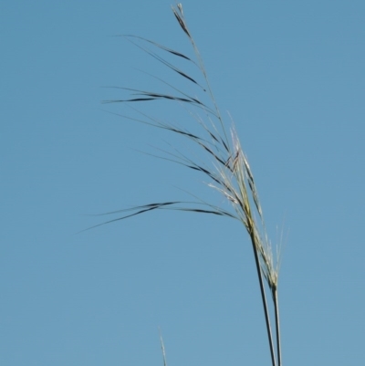 Austrostipa bigeniculata (Kneed Speargrass) at Banks, ACT - 3 Nov 2016 by michaelb