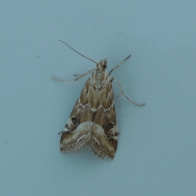 Hellula hydralis (Cabbage Centre Moth) at Tharwa, ACT - 3 Nov 2016 by MichaelBedingfield