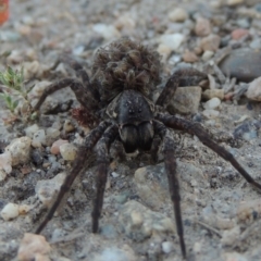 Lycosidae (family) (Unidentified wolf spider) at Point Hut to Tharwa - 3 Nov 2016 by michaelb