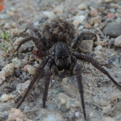 Lycosidae (family) (Unidentified wolf spider) at Point Hut to Tharwa - 3 Nov 2016 by michaelb