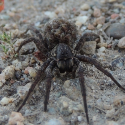 Lycosidae (family) (Wolf spider) at Tharwa, ACT - 3 Nov 2016 by MichaelBedingfield