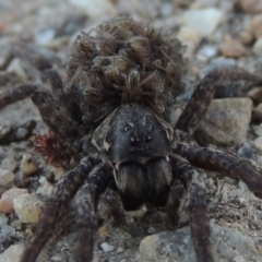 Lycosidae (family) at Tharwa, ACT - 3 Nov 2016