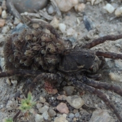 Lycosidae (family) at Tharwa, ACT - 3 Nov 2016