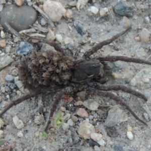 Lycosidae (family) at Tharwa, ACT - 3 Nov 2016