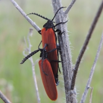 Porrostoma sp. (genus) (Lycid, Net-winged beetle) at Point Hut to Tharwa - 3 Nov 2016 by michaelb