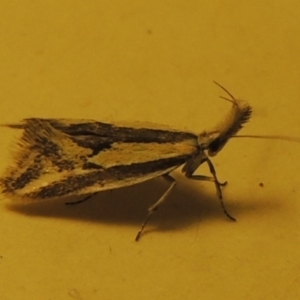 Thema macroscia at Greenway, ACT - 2 Nov 2016 11:48 PM