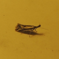 Thema macroscia at Greenway, ACT - 2 Nov 2016 11:48 PM