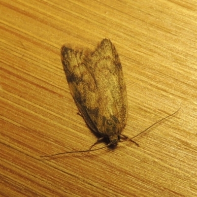 Oecophoridae (family) (Unidentified Oecophorid concealer moth) at Conder, ACT - 2 Nov 2016 by MichaelBedingfield