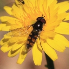 Melangyna sp. (genus) (Hover Fly) at Tathra, NSW - 6 Nov 2016 by KerryVance