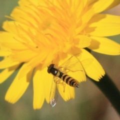 Sphaerophoria macrogaster (Hover Fly) at Tathra, NSW - 6 Nov 2016 by KerryVance