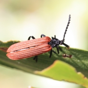 Porrostoma rhipidium at Tathra, NSW - 6 Nov 2016