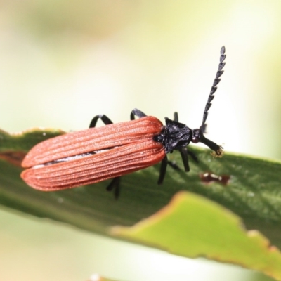 Porrostoma rhipidium (Long-nosed Lycid (Net-winged) beetle) at Tathra, NSW - 5 Nov 2016 by KerryVance