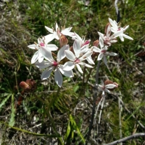 Burchardia umbellata at Kambah, ACT - 6 Nov 2016