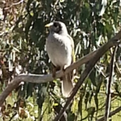 Manorina melanocephala (Noisy Miner) at Kambah, ACT - 6 Nov 2016 by MatthewFrawley