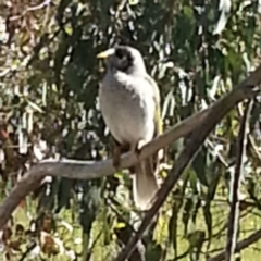 Manorina melanocephala (Noisy Miner) at Mount Taylor - 5 Nov 2016 by MatthewFrawley