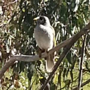 Manorina melanocephala at Kambah, ACT - 6 Nov 2016