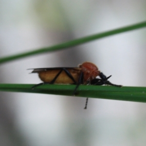 Bibio imitator at Tathra, NSW - 6 Nov 2016