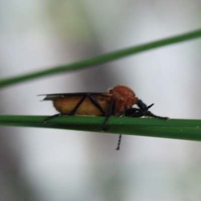 Bibio imitator (Garden maggot) at Tathra, NSW - 5 Nov 2016 by KerryVance