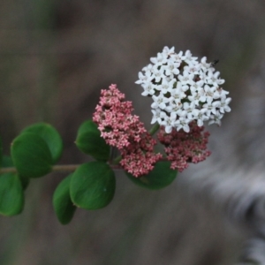 Platysace lanceolata at Tathra, NSW - 6 Nov 2016